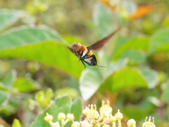 クロバネツリアブ♀飛翔