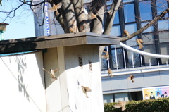 スズメの群れの飛翔