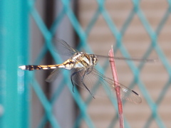 シオカラトンボ♀　飛翔　（着陸直前）