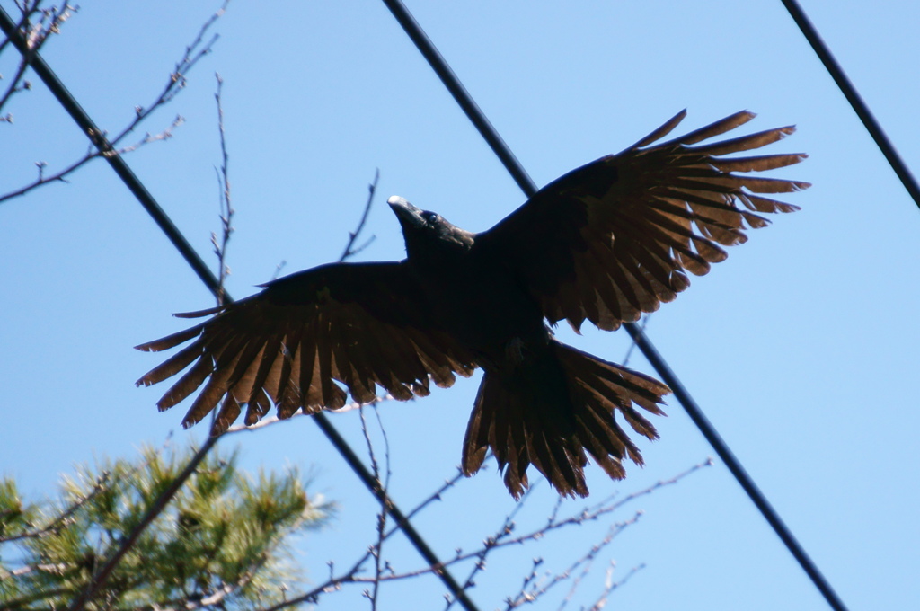 カラス飛翔（SS優先、AF、トリミングあり）
