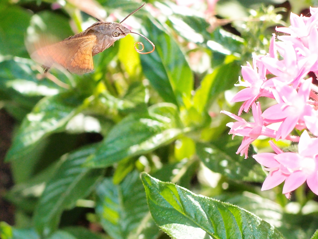 ホウジャク　飛翔