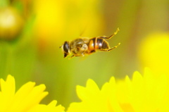 ハナアブ飛翔