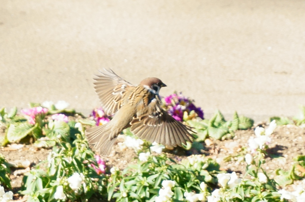 花畑の上の飛翔スズメ（距離が遠くピント合わず）