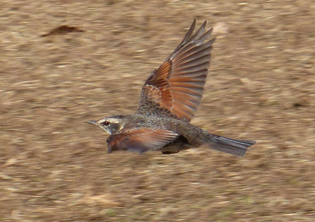 ツグミ飛翔（トリミングあり