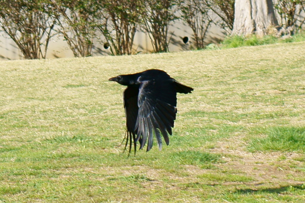 カラス飛翔（SS優先、AF（中央重点）、トリミングあり）