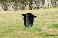 カラス飛翔（SS優先、AF（中央重点）、トリミングあり）
