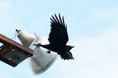 カラス飛翔（SS優先、AF（中央重点）、トリミングあり）