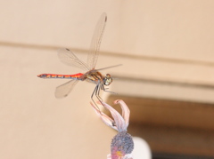 アキアカネ（着陸直前）
