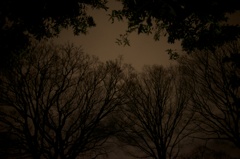 夜の森