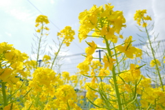 春の菜の花。