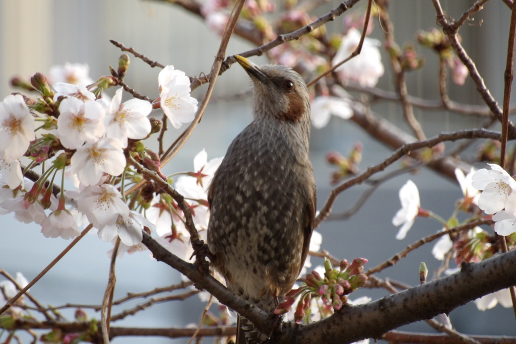 桜