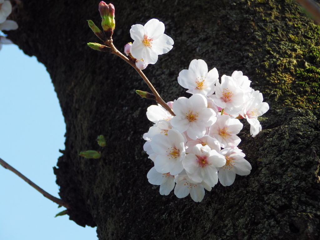 桜