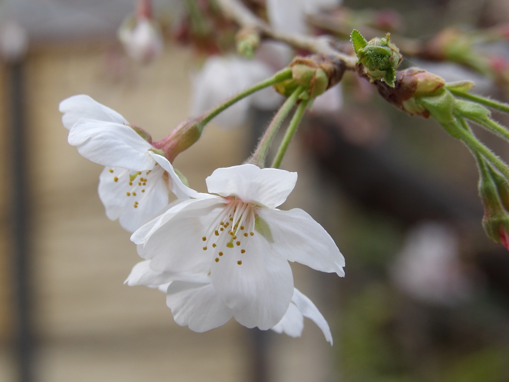 桜