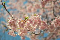早桜