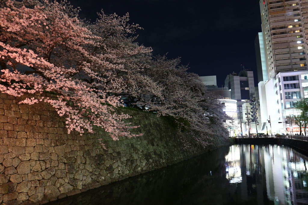 夜桜ライトアップ2