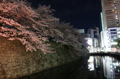 夜桜ライトアップ2