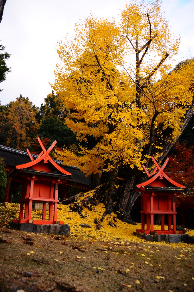 紅葉