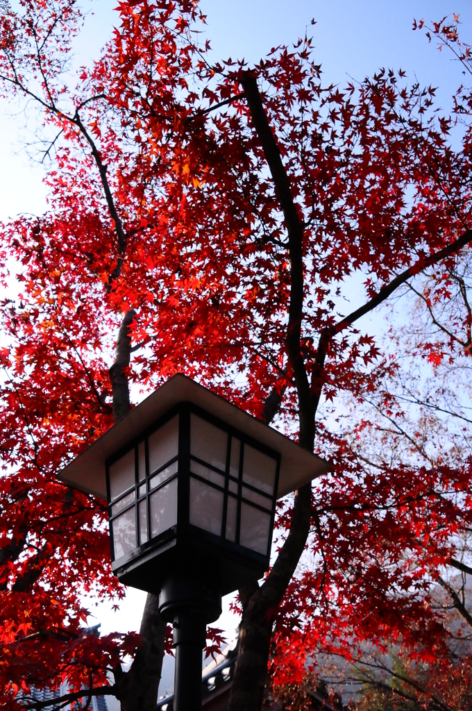紅葉と電燈