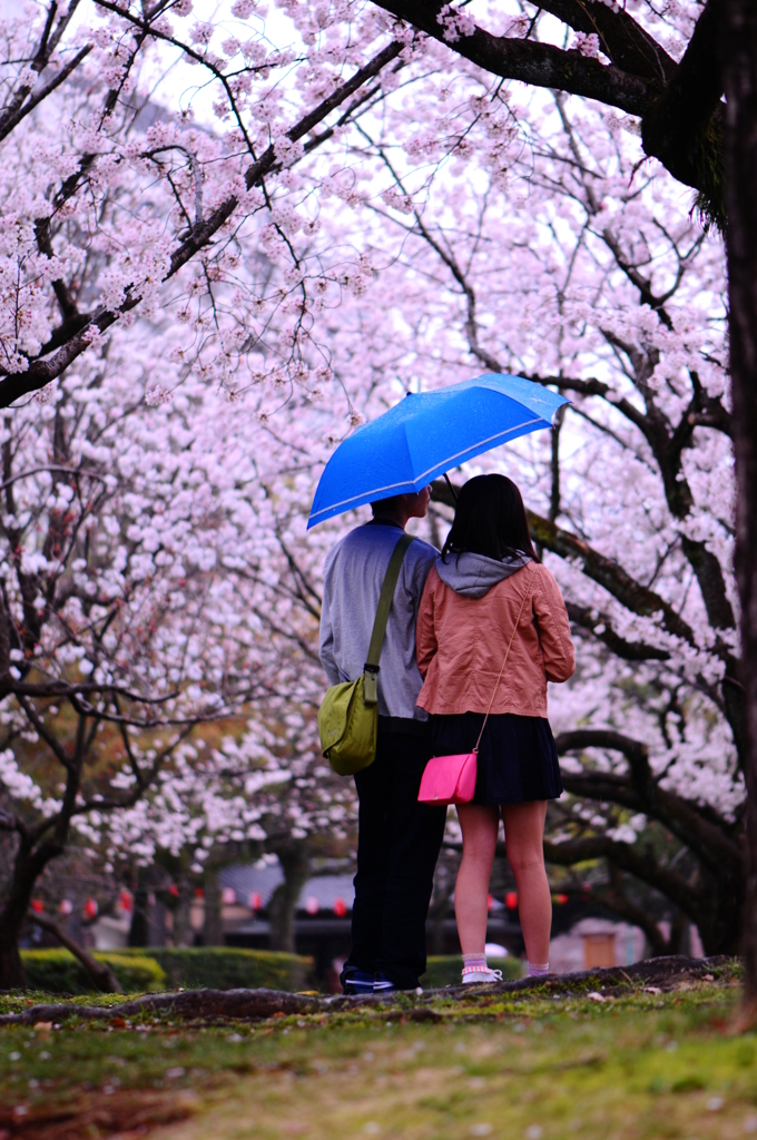 雨桜