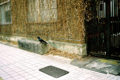 中華街でKLASSE S