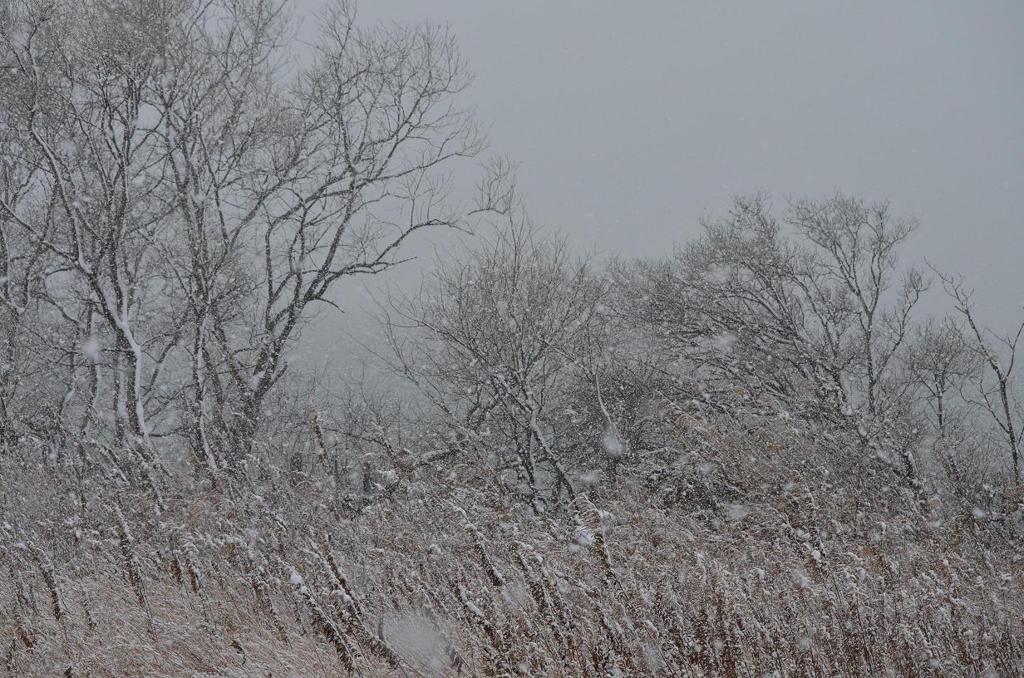 琵琶湖畔に降りしきる雪