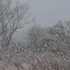 琵琶湖畔に降りしきる雪