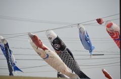こいのぼり