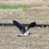 飛ぶ