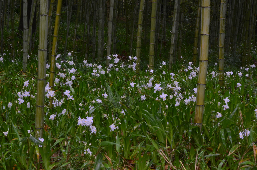 シャガの森