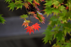 東光寺