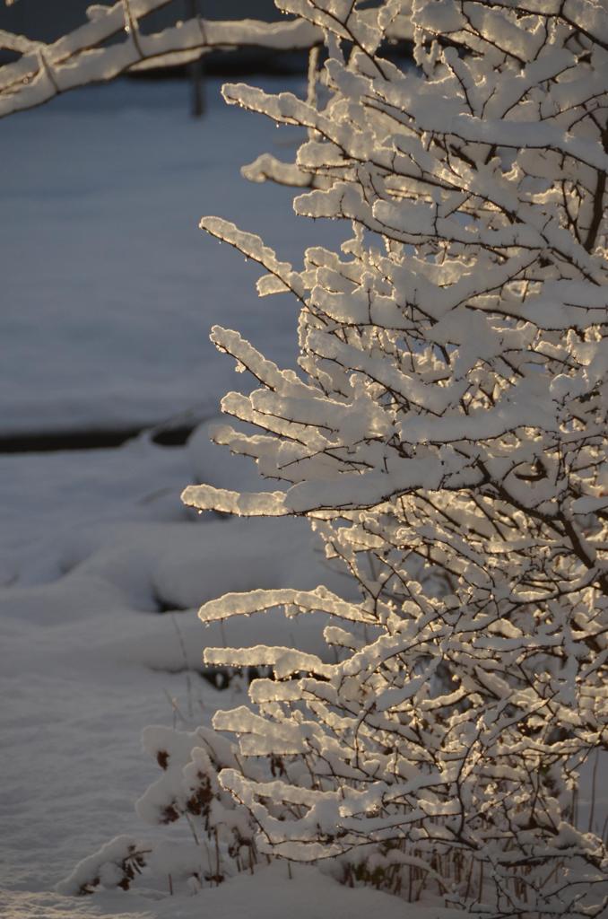雪の朝光を受けて