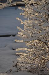 雪の朝光を受けて