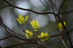 春の芽吹き