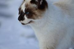 ねこ2