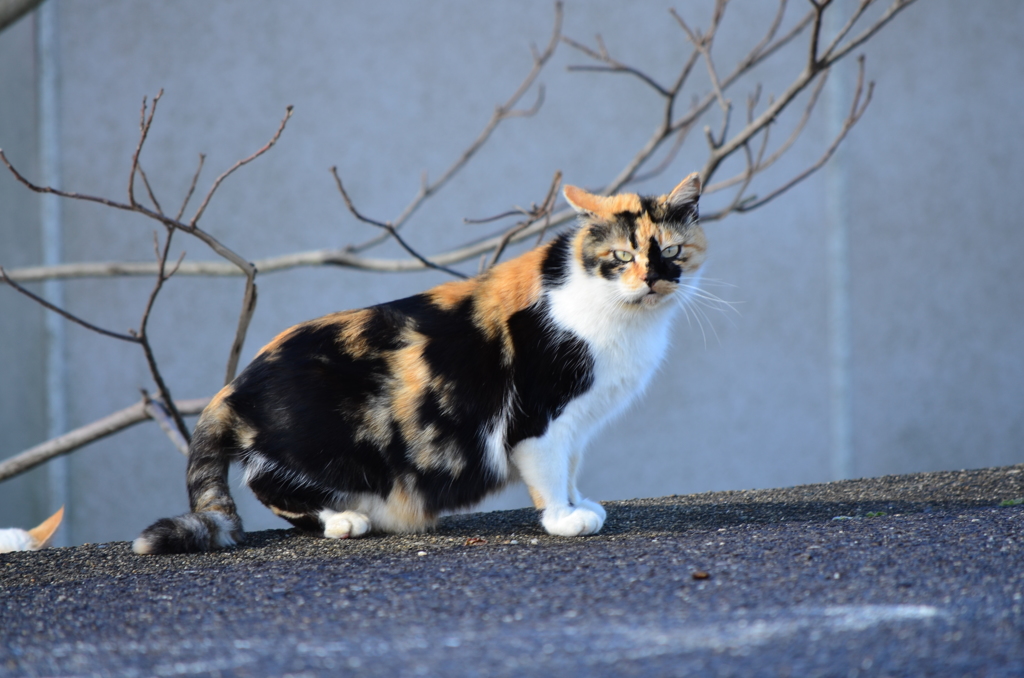 猫