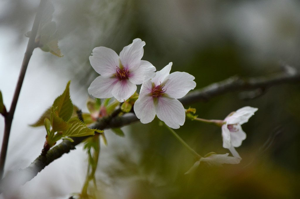 猪子山の桜