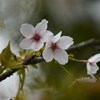 猪子山の桜