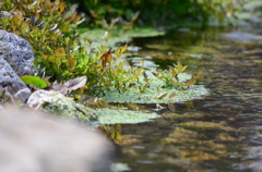 水辺のクレソン