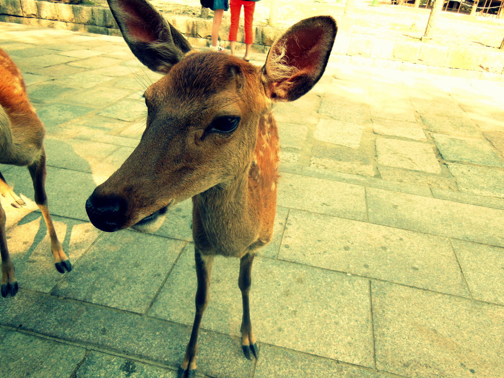 奈良公園在住シカさん