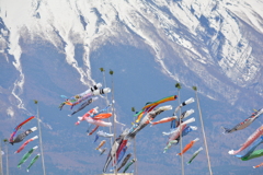 富士山麓 鯉のぼり