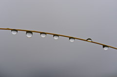 雨露の行進