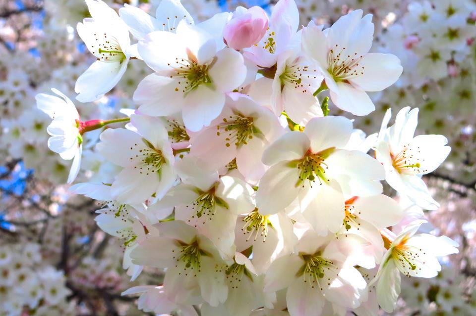 SAKURA