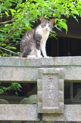 野良猫