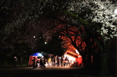 夜桜祭り