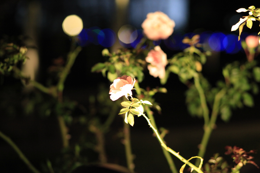 夜の花園