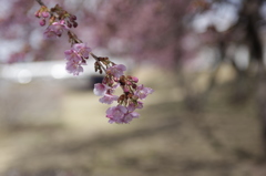 桜強風