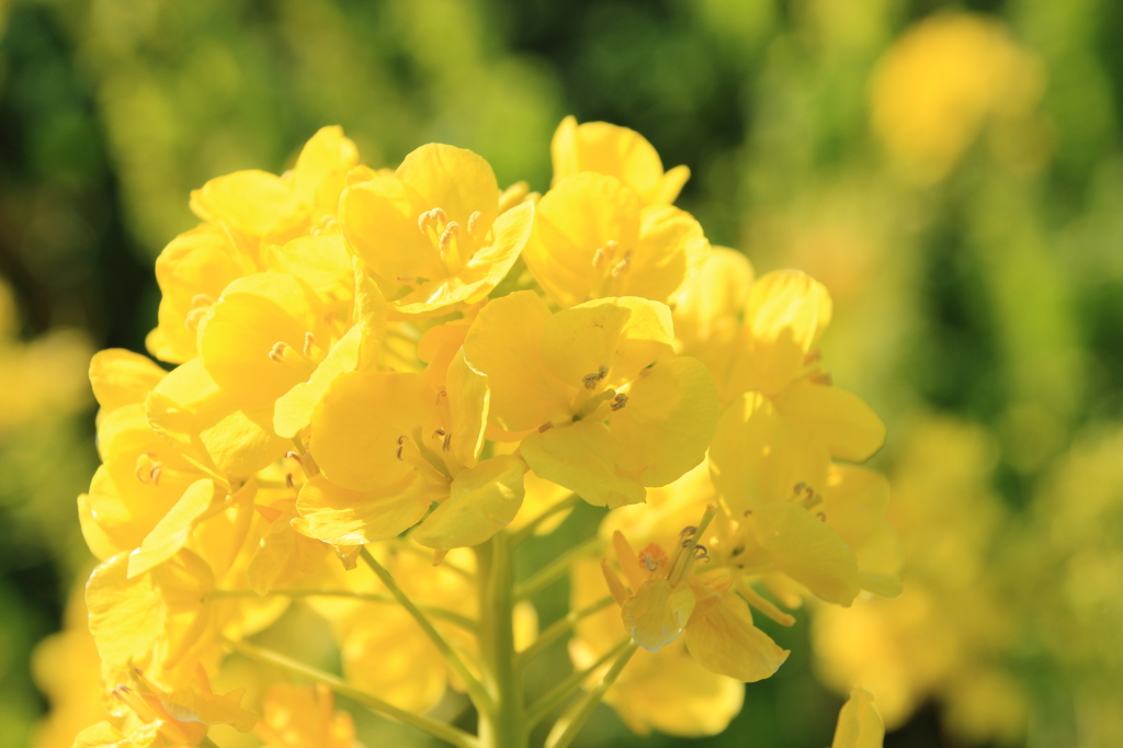 菜の花(1)