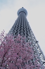 桜