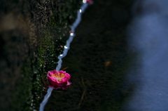 浮花