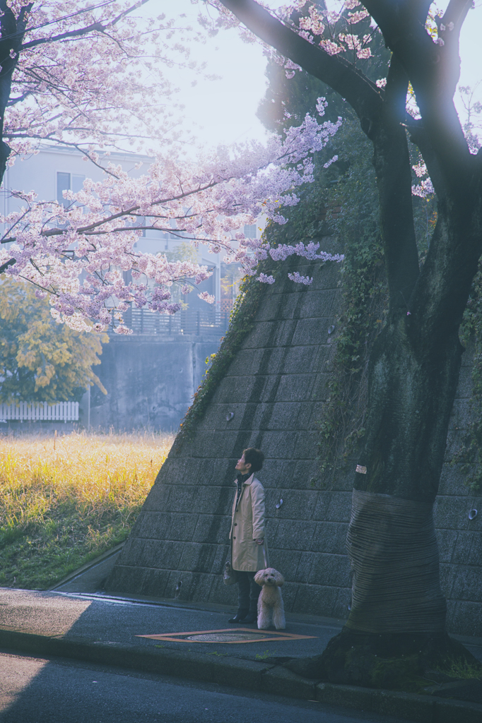 SAKURA